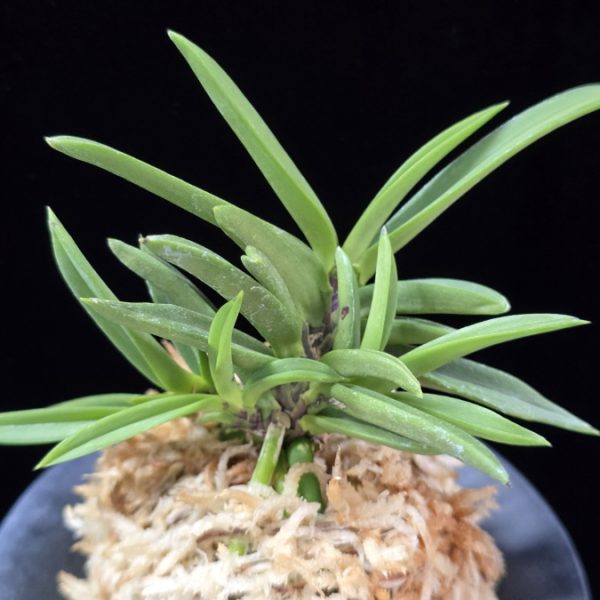 뇌호지검 瀬戸之剣 Seto no Tsurugi