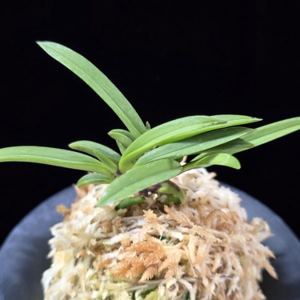 뇌호지검 瀬戸之剣 Seto no Tsurugi