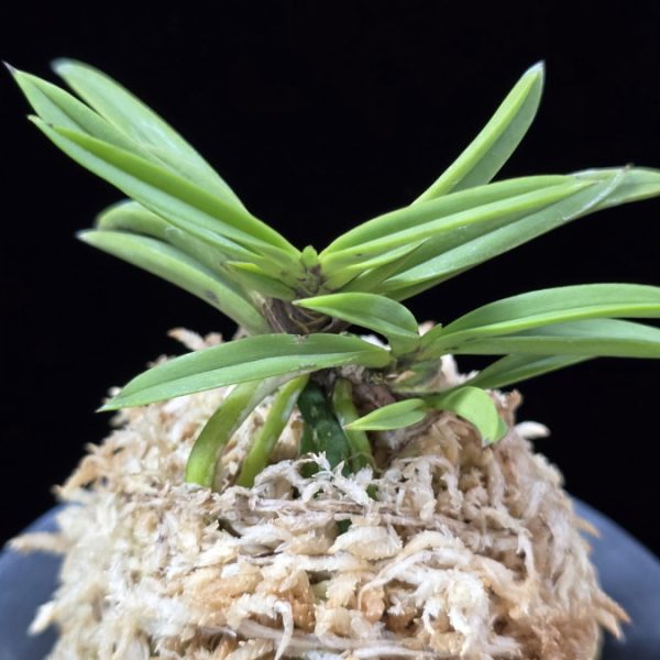 뇌호지검 瀬戸之剣 Seto no Tsurugi