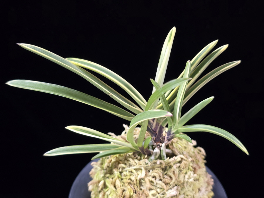 은세계 銀世界 Ginsekai 은세계 銀世界 Ginsekai