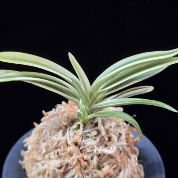 유리 琉璃 Yuri (Amami Kanpaku)