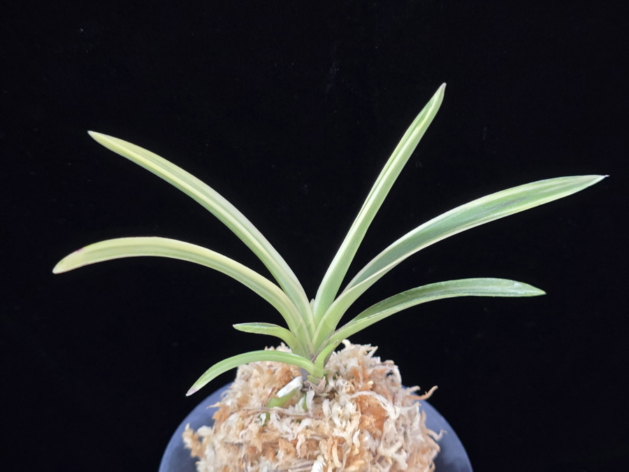 유리 琉璃 Yuri (Amami Kanpaku) 유리 琉璃 Yuri (Amami Kanpaku)