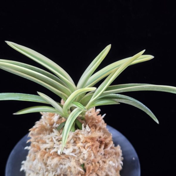 유리 琉璃 Yuri (Amami Kanpaku)