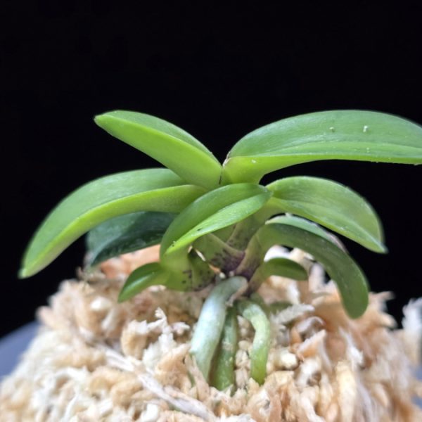 취화전묵 翠華殿墨 Suikaden Sumi