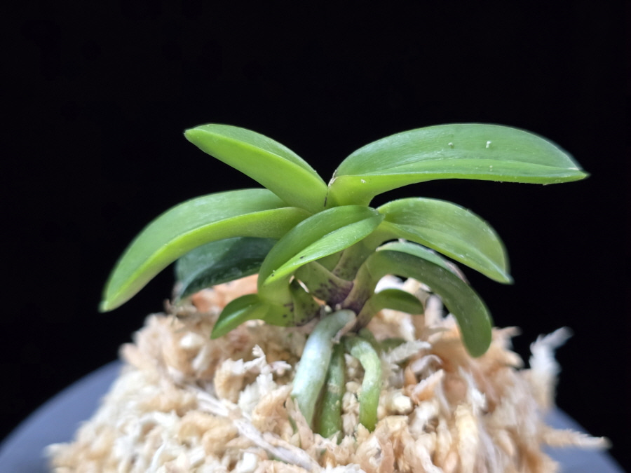 취화전묵 翠華殿墨 Suikaden Sumi 취화전묵 翠華殿墨 Suikaden Sumi