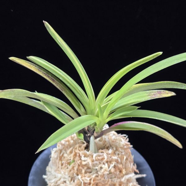 서백 瑞白 Seoback