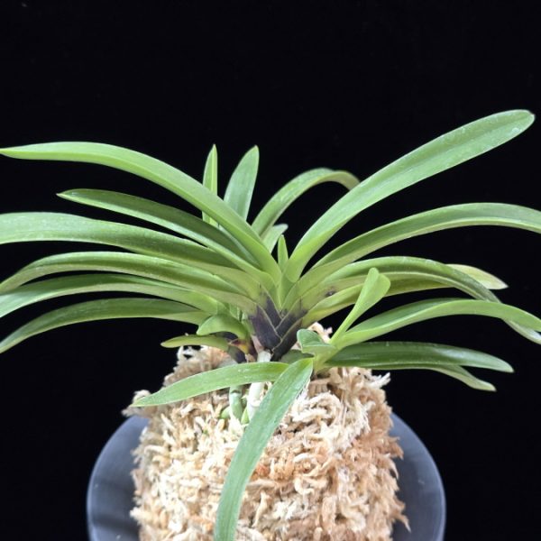 장자홍 長紫紅 Jangjahong