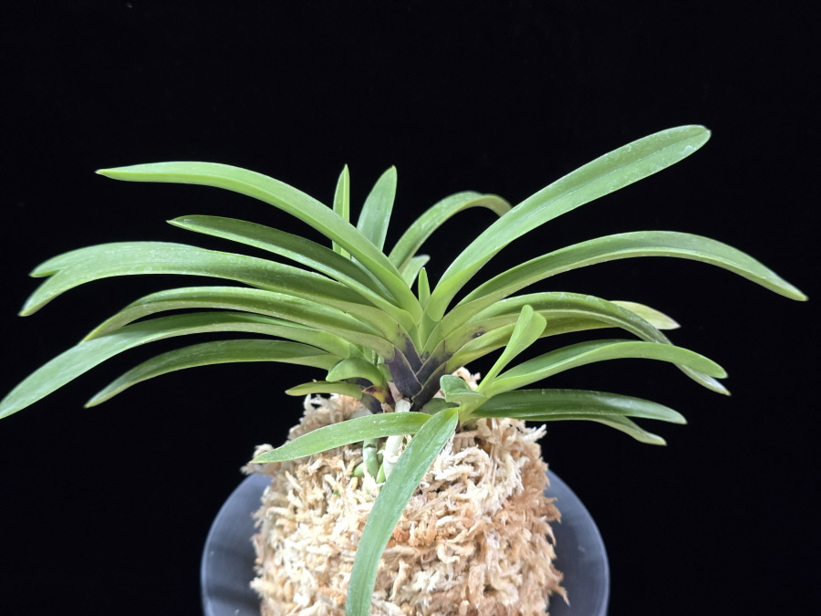 장자홍 長紫紅 Jangjahong 장자홍 長紫紅 Jangjahong