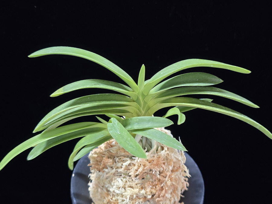 장자홍 長紫紅 Jangjahong 장자홍 長紫紅 Jangjahong