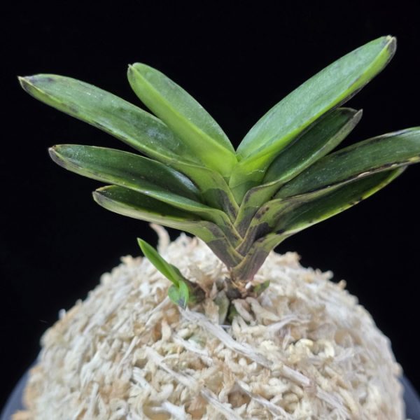 고조선 古朝鮮 Gojoseon(Kochosen)