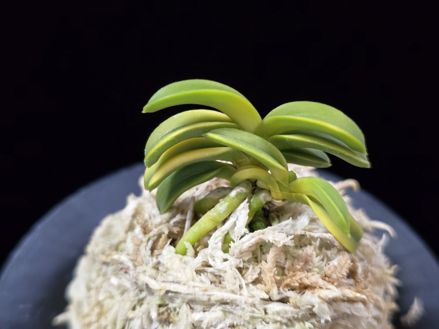 수해호반 樹海虎班 Jukaitora 수해호반 樹海虎班 Jukaitora