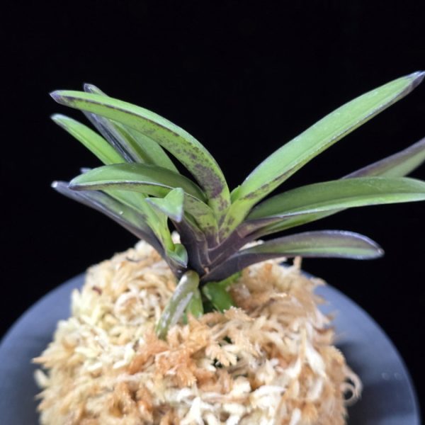 앵숙매 鶯宿梅 Oushukuume