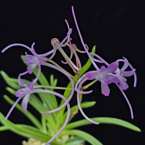 삼원홍 三元紅 Samwonhong (3 spur)