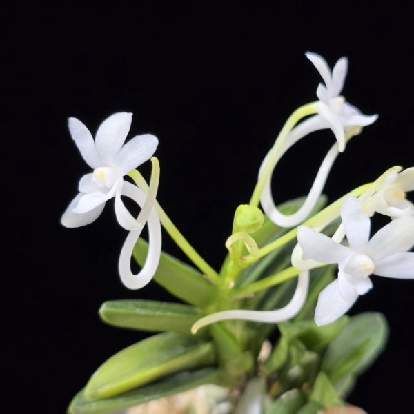 천재 千載 Senzai