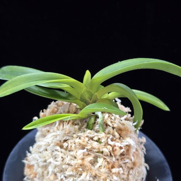 대파청해호 大波青海縞 Onamisekai Shima