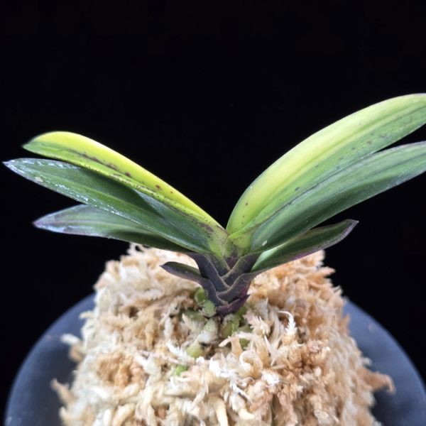 천지연 天池淵 Cheonjiyeon