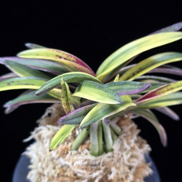 천지연 天池淵 Cheonjiyeon