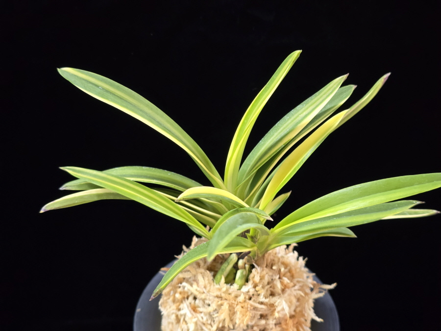 서백 瑞白 Seoback 서백 瑞白 Seoback