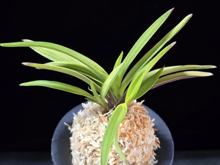 서황 瑞煌 Seohwang 서황 瑞煌 Seohwang