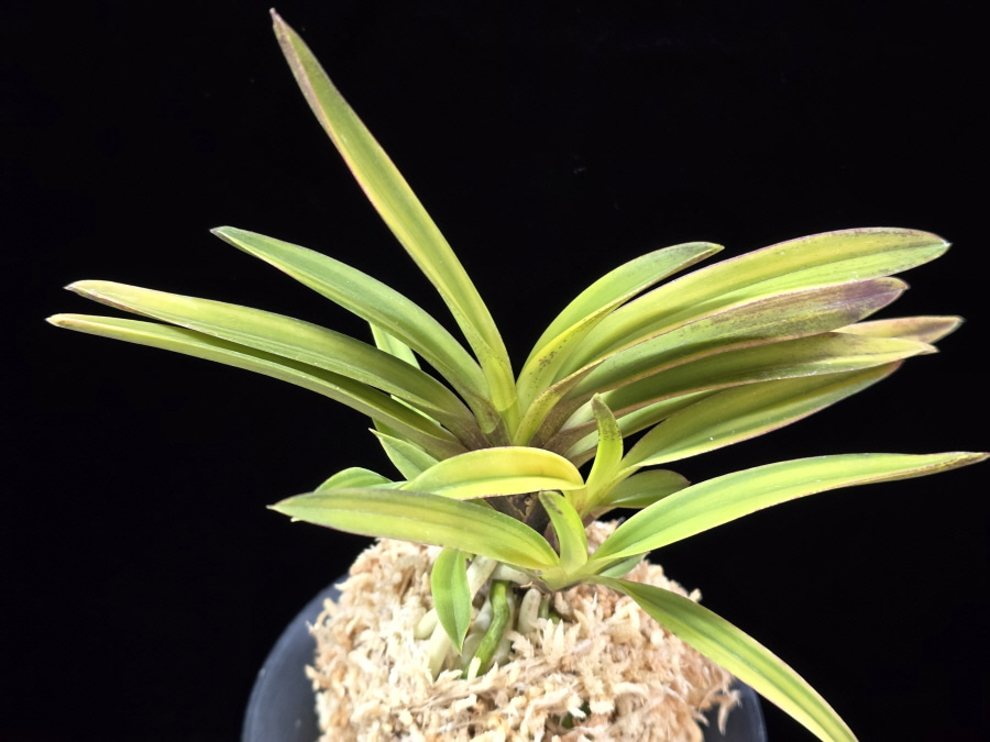 서황 瑞煌 Seohwang 서황 瑞煌 Seohwang