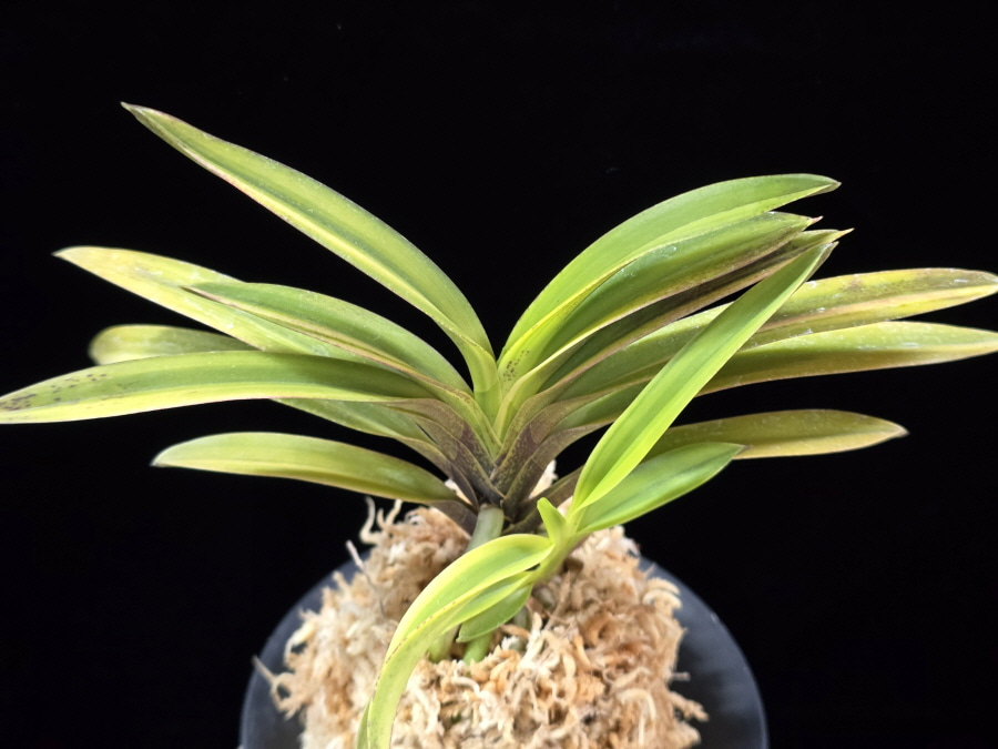 서황 瑞煌 Seohwang 서황 瑞煌 Seohwang