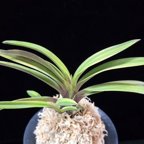 서황 瑞煌 Seohwang