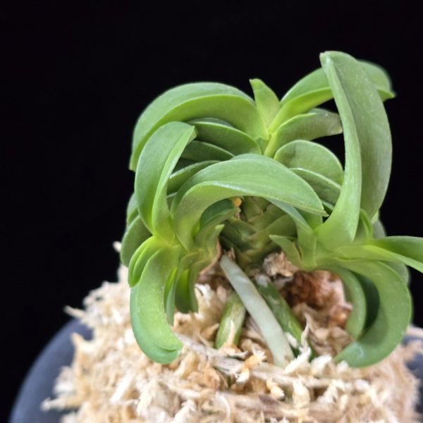 수해 樹海 Suhae(Jukai)