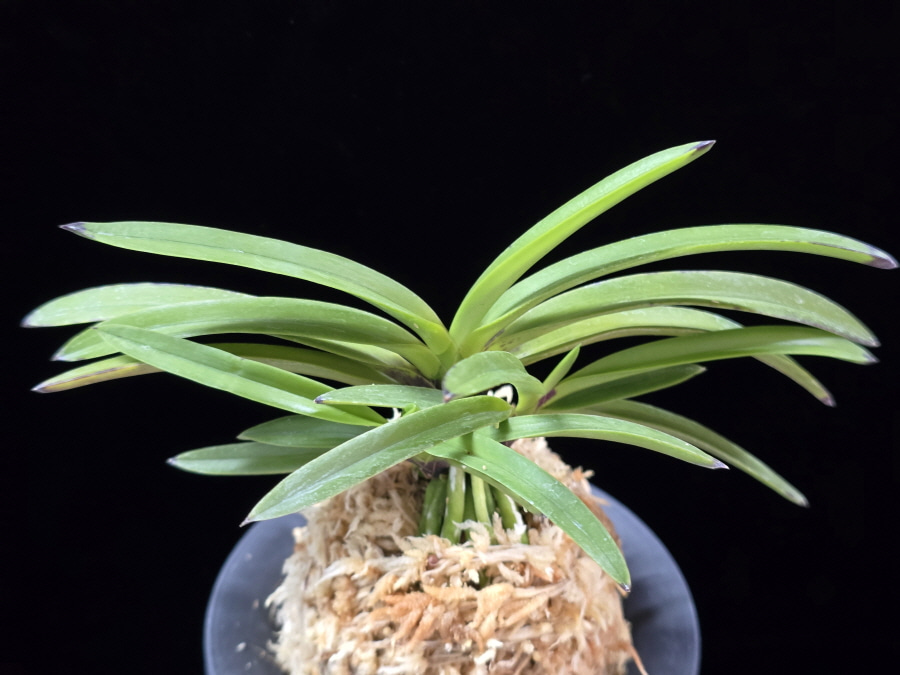 장자홍 長紫紅 Jangjahong 장자홍 長紫紅 Jangjahong