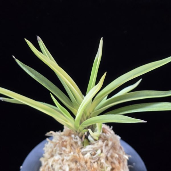 고궁 故宮 Gogung(Kokyu) (Ruby root)