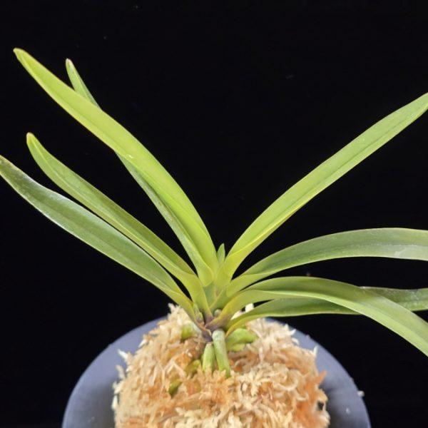 준하모단 駿河牡丹 Surugabotan (ruby root)