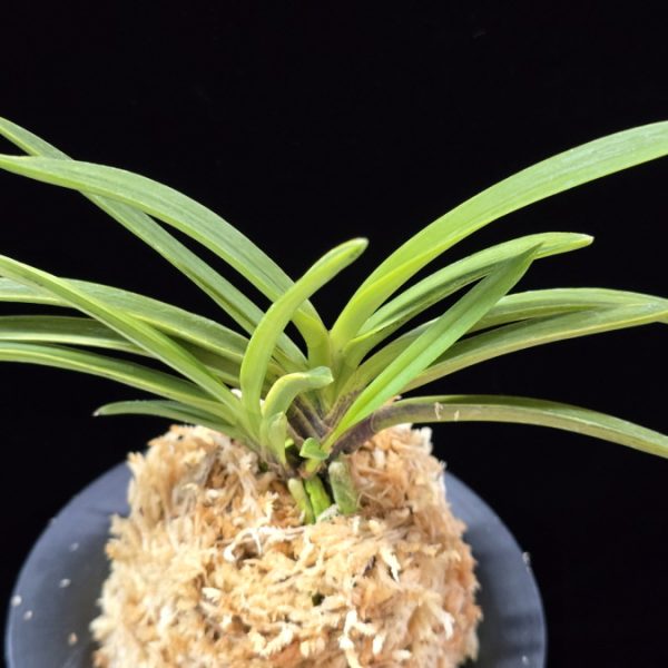 사자왕금 獅子王錦 Shishiou Nishiki