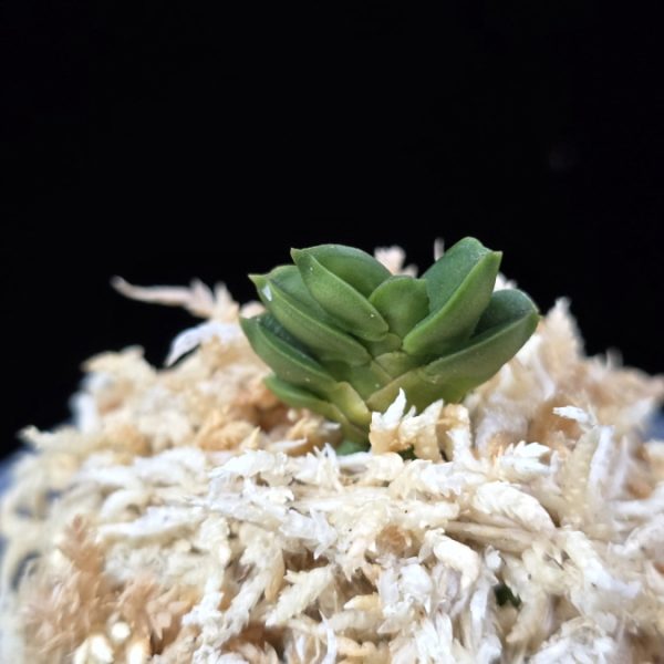 취벽 翠壁 Midori Kabe (Suisen+Kutsuwamushi)