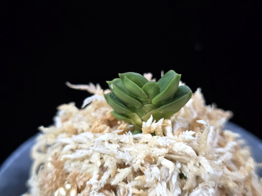 취벽 翠壁 Midori Kabe (Suisen+Kutsuwamushi) 취벽 翠壁 Midori Kabe (Suisen+Kutsuwamushi)