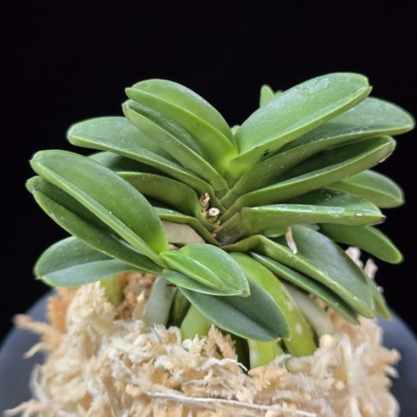 장원 壯元 Jangwon (Amami*Tamraok)