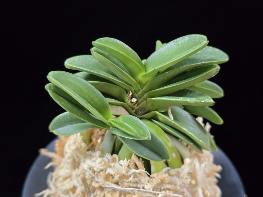 장원 壯元 Jangwon (Amami*Tamraok) 장원 壯元 Jangwon (Amami*Tamraok)