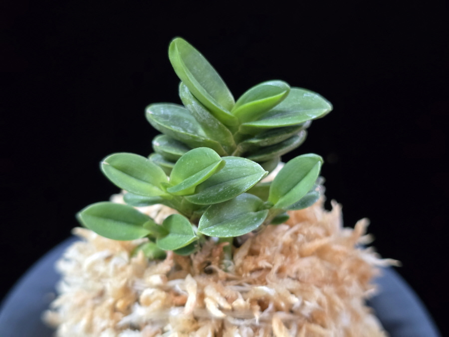 불이환 不二丸 Bulihwan 불이환 不二丸 Bulihwan