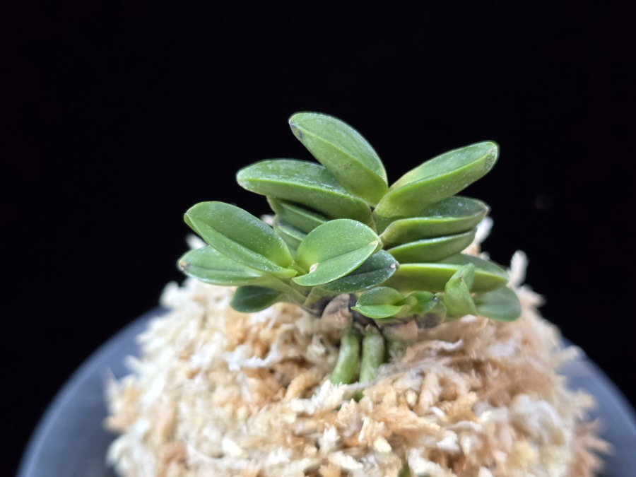 불이환 不二丸 Bulihwan 불이환 不二丸 Bulihwan