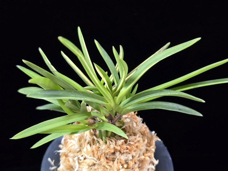 신호동 新湖東 Shinkotou 신호동 新湖東 Shinkotou