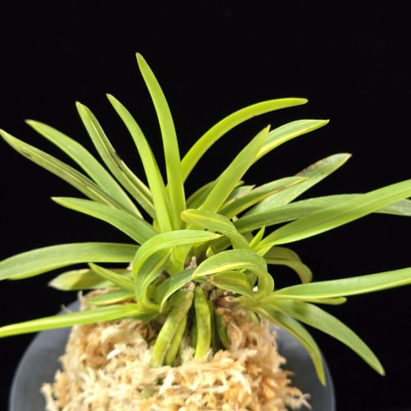 신호동 新湖東 Shinkotou