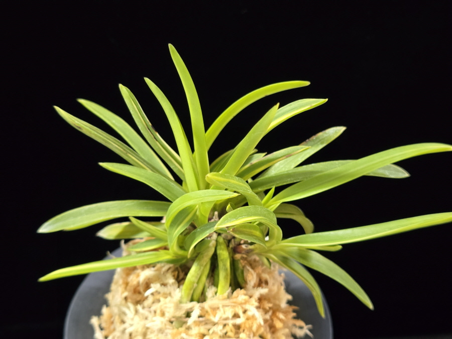 신호동 新湖東 Shinkotou 신호동 新湖東 Shinkotou