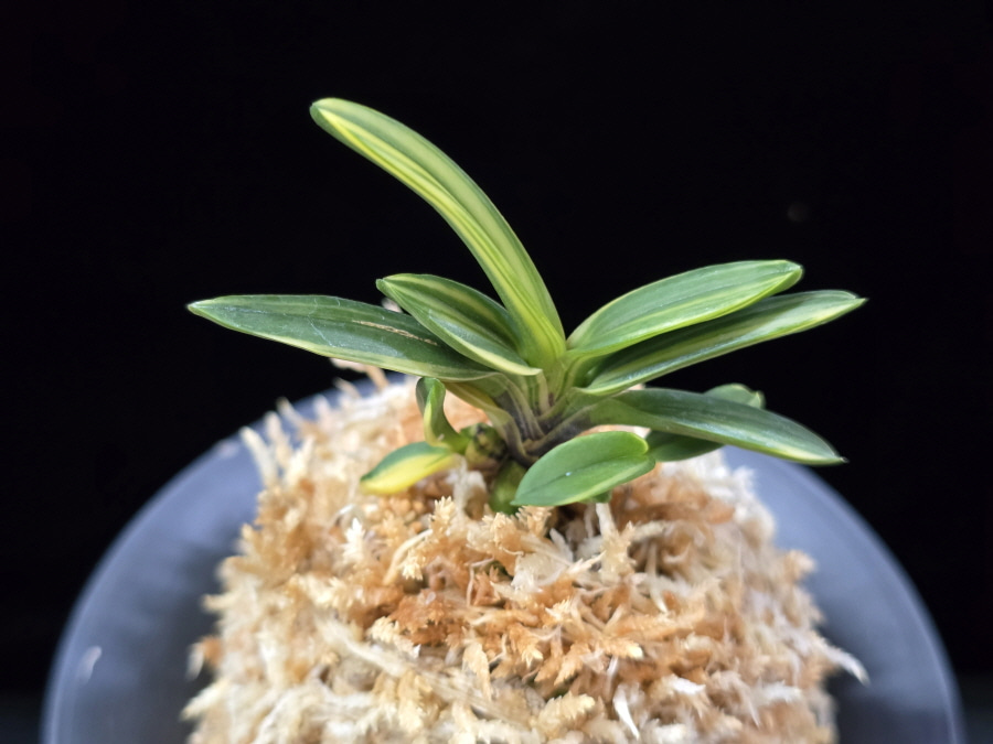 소응환호 小鷹丸縞 Kotakamaru Shima 소응환호 小鷹丸縞 Kotakamaru Shima