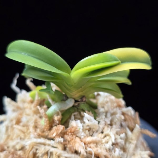 수해호반 樹海虎班 Jukaitora