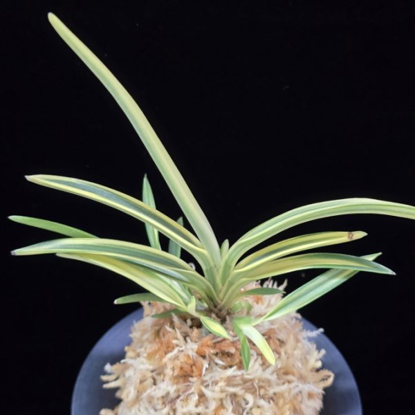 백운향 白雲鄕 Baekunhyang