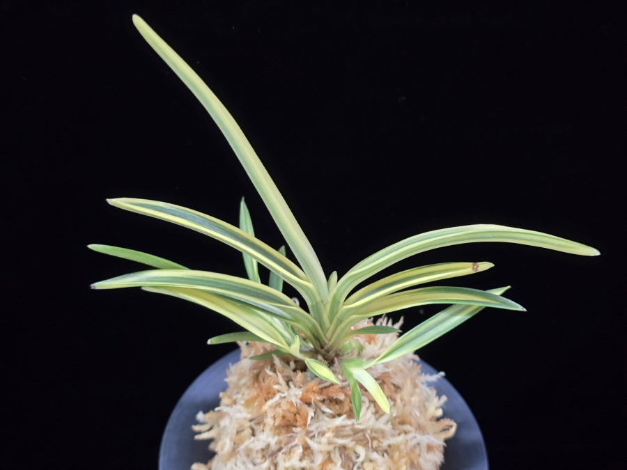 백운향 白雲鄕 Baekunhyang 백운향 白雲鄕 Baekunhyang