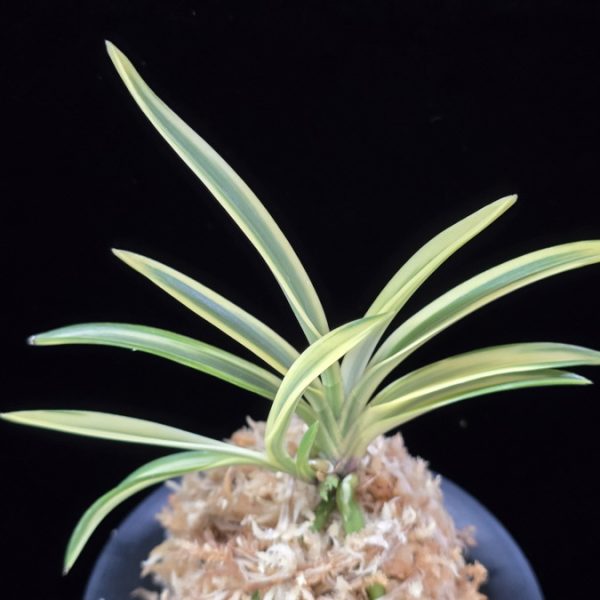 백운향 白雲鄕 Baekunhyang