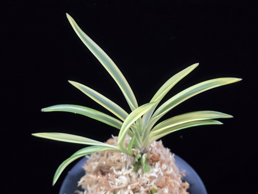 백운향 白雲鄕 Baekunhyang 백운향 白雲鄕 Baekunhyang