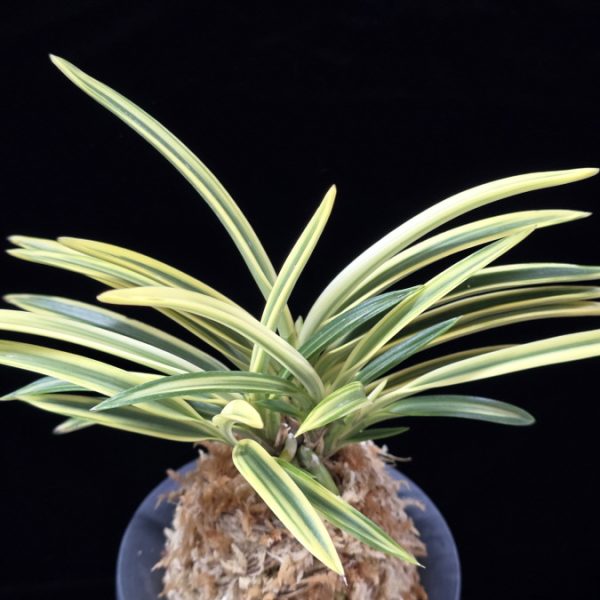 백운향 白雲鄕 Baekunhyang