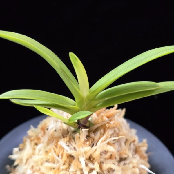 환희천 歓喜天 Hwanhuicheon(Kankiten) (ruby root)