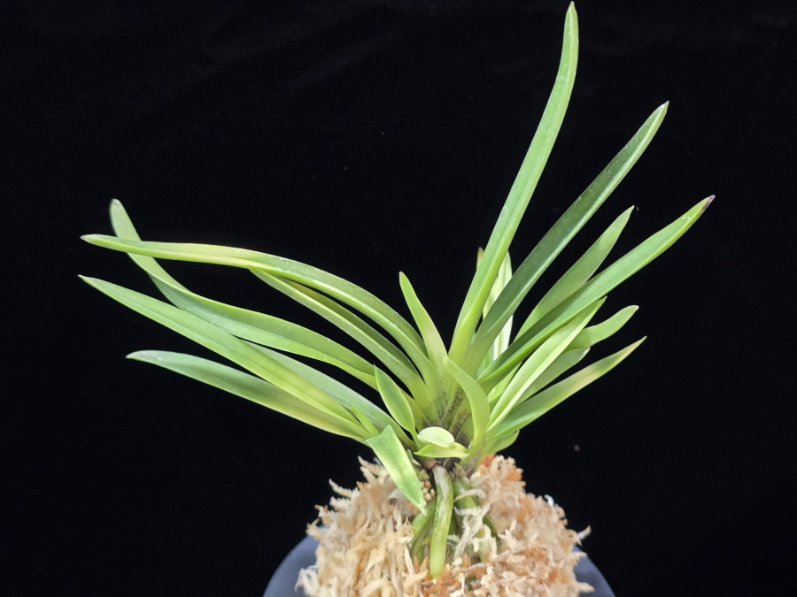 욱승 旭昇 Kyokusho 욱승 旭昇 Kyokusho