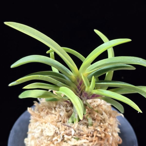 진월 真月 Shingetsu